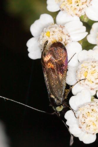 Réf. 284 337 : Nemophora sp.